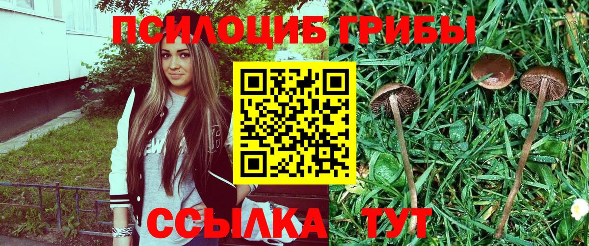 Псилоцибиновые грибы Psilocybe Туапсе